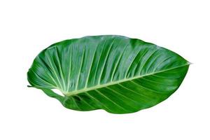 Green leaves pattern,leaf Homalomena philippinensis tree isolated on white background,include clipping path photo