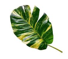 green leaves pattern of Epipremnum aureum foliage isolated on white background,leaf exotic tropical,include clipping path,Devil's ivy, Golden pothos,include clipping path photo