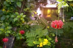 flor de hibisco rojo schizopetalus foto