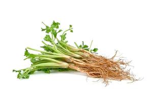 Coriander or Cilantro root isolated on white background photo