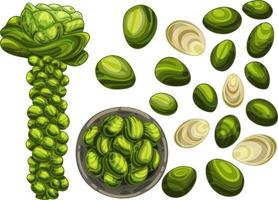 Brussels sprouts in different angles. A bush with growing vegetables. Baked cabbage and fresh in a bowl. Drawn in a group and in a section, vector illustration