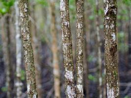 Close up picture of the mangrove tree. Can see the beautiful texture of wood in the mangrove forest, Background texture photo