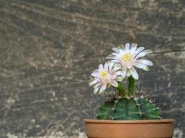 Close-up flowers blooming of Cactus in a flower pot on the wood background, vintage style photo