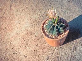 Flower blooming of Cactus in a flower pot on the cement floor, vintage style photo