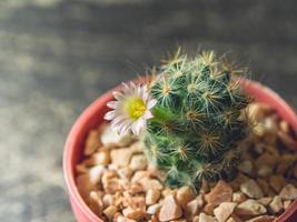 Closeup flower blooming of Cactus in a flower pot on the wood floor, vintage style photo