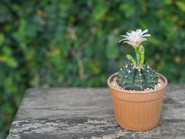 Flower blooming of Cactus in a flower pot on the wood floor in the garden vintage style photo