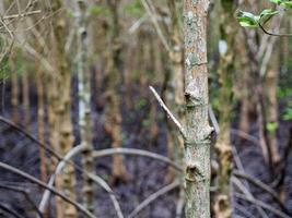 Close up picture of the mangrove tree. Can see the beautiful texture of wood in the mangrove forest, Background texture photo