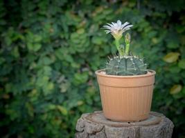 Flower blooming of Cactus in a flower pot on the timber in the garden photo