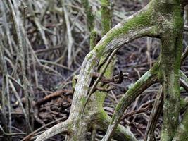 cerrar la imagen del árbol de mangle. puede ver la hermosa textura de la madera en el bosque de manglares, textura de fondo foto