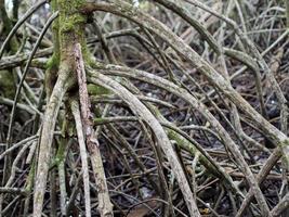 cerrar la imagen del árbol de mangle. puede ver la hermosa textura de la madera en el bosque de manglares, textura de fondo foto