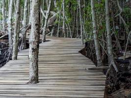 Wooden bridge at The forest mangrove, Background texture photo