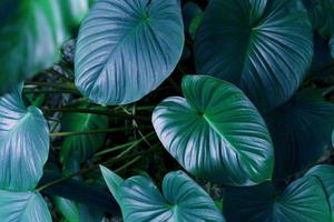 Green leaves pattern for nature concept,leaf homalomena rubescens tree textured background photo