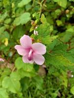 Beautiful flowers in the garden. photo