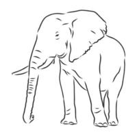 elephant vector sketch