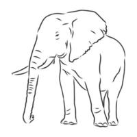 dibujo vectorial de elefante vector