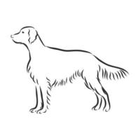 dog vector sketch