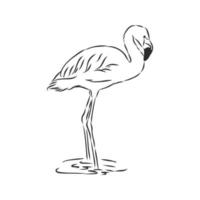 flamingo vector sketch