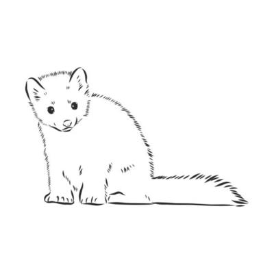 sable vector sketch