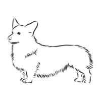 dog vector sketch