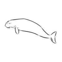 manatee vector sketch