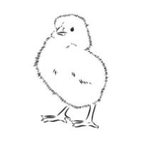 chicken vector sketch