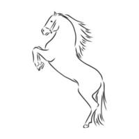 horse vector sketch