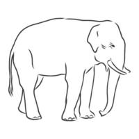 dibujo vectorial de elefante vector