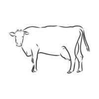 bosquejo del vector de la vaca