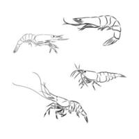 shrimp vector sketch