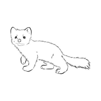 sable vector sketch