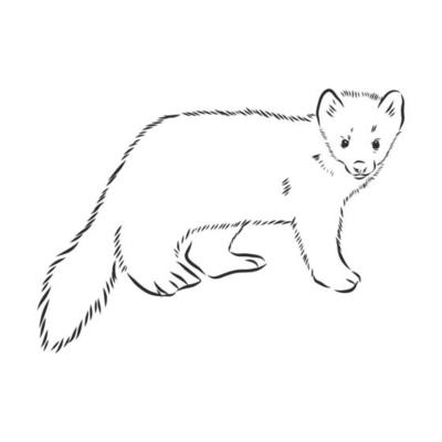 sable vector sketch