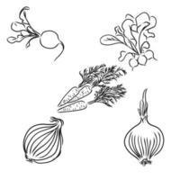 vegetables vector sketch