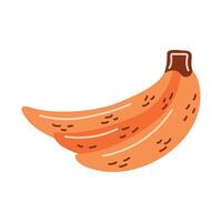 fresh bananas vegetables vector