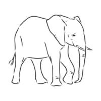 dibujo vectorial de elefante vector