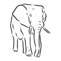 dibujo vectorial de elefante vector