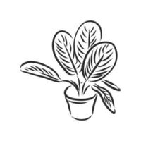 houseplant vector sketch