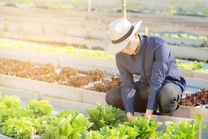 Young asian man farmer checking fresh organic vegetable kitchen garden in the farm, produce and cultivation green cos lettuce for harvest agriculture with business in the field, healthy food concept. photo