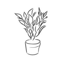 houseplant vector sketch