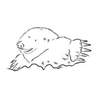 mole vector sketch