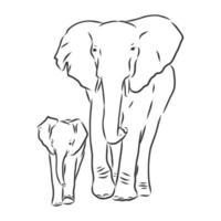 dibujo vectorial de elefante vector