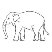 dibujo vectorial de elefante vector