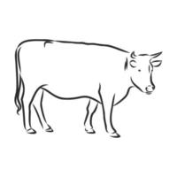 cow vector sketch