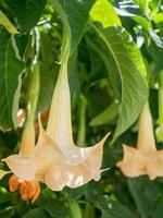 Brugmansia flowering in springtime in Estepona, Spain photo