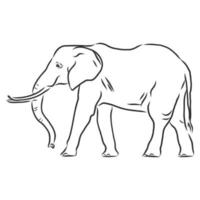 dibujo vectorial de elefante vector