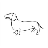 dog vector sketch