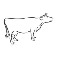 bosquejo del vector de la vaca