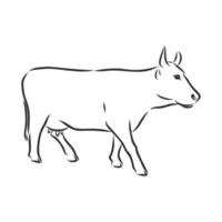 bosquejo del vector de la vaca