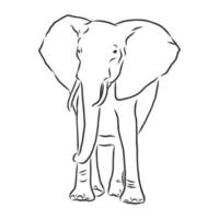 dibujo vectorial de elefante vector