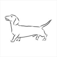 dog vector sketch