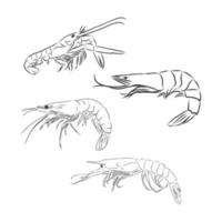 shrimp vector sketch